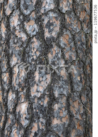 Pine tree bark texture background. Close up view. 119677536