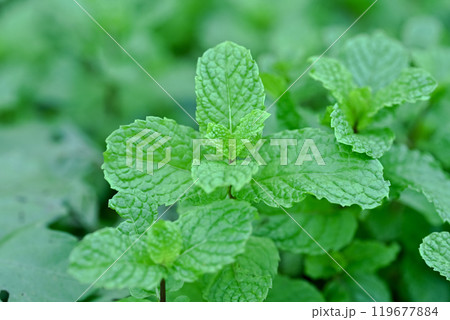 スペアミント スペアミント 119677884