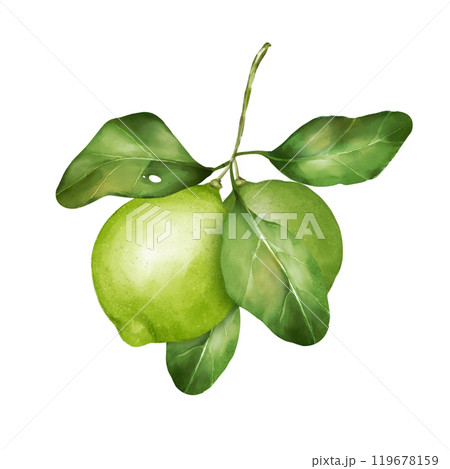 Lime illustration. Citrus fruit branch lime isolated on white background. 119678159