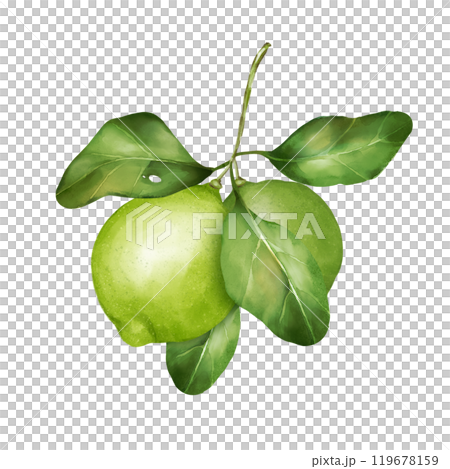 Lime illustration. Citrus fruit branch lime isolated on white background. 119678159