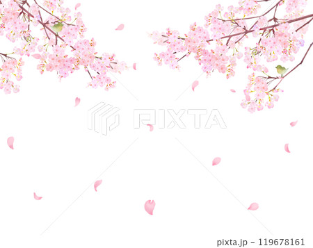 ウグイスのいる桜の木ー美しい薄いピンク色の桜の花と花びら春の水彩白バックフレーム背景素材イラスト ウグイスのいる桜の木ー美しい薄いピンク色の桜の花と花びら春の水彩白バックフレーム背景素材イラスト 119678161