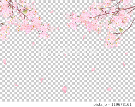 Cherry tree with warbler - Beautiful light pink cherry blossoms and petals Spring watercolor white back frame background material illustration 119678161