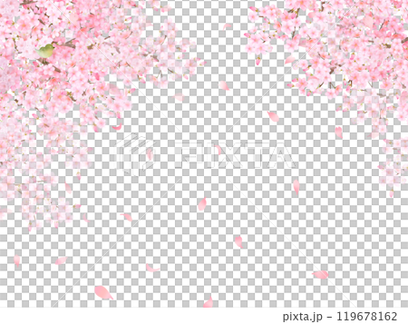Cherry tree with warbler - Beautiful light pink cherry blossoms and petals Spring watercolor white back frame background material illustration 119678162