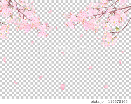 櫻桃樹與鶯-美麗的淺粉紅色櫻花和花瓣春天水彩白色背框背景材料插圖 119678163