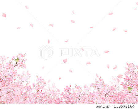 ウグイスのいる桜の木ー美しい薄いピンク色の桜の花と花びら春の水彩白バックフレーム背景素材イラスト 119678164