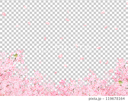 櫻桃樹與鶯-美麗的淺粉紅色櫻花和花瓣春天水彩白色背框背景材料插圖 櫻桃樹與鶯-美麗的淺粉紅色櫻花和花瓣春天水彩白色背框背景材料插圖 119678164