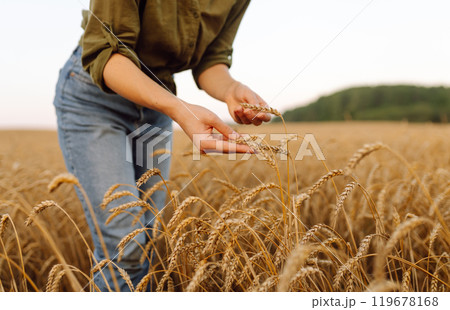 Young woman farmer walking across field and running her hand through golden ears of wheat harvest. Young woman farmer walking across field and running her hand through golden ears of wheat harvest. 119678168