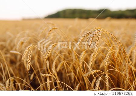 Golden wheat field. Growth nature harvest. Agriculture farm. 119678268