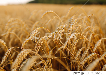 Golden wheat field. Growth nature harvest. Agriculture farm. 119678269