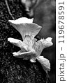 Close-up of wild mushrooms growing on a tree trunk in grayscale 119678591