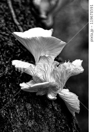 Close-up of wild mushrooms growing on a tree trunk in grayscale Close-up of wild mushrooms growing on a tree trunk in grayscale 119678591