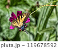 Vibrant butterfly perched on a vivid purple flower in lush garden 119678592