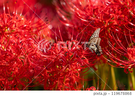 【秋】彼岸花とアゲハチョウ【徳島県勝浦郡勝浦町星谷】 119678868
