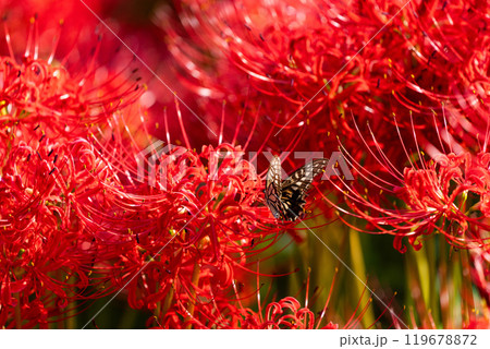 【秋】彼岸花とアゲハチョウ【徳島県勝浦郡勝浦町星谷】 119678872