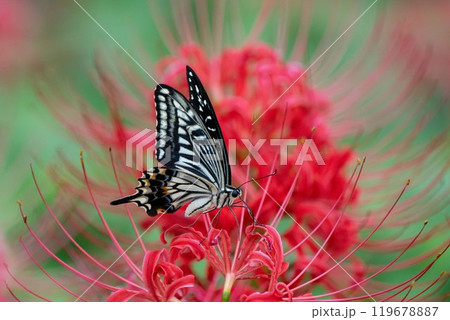 【秋】彼岸花とアゲハチョウ【徳島県勝浦郡勝浦町星谷】 【秋】彼岸花とアゲハチョウ【徳島県勝浦郡勝浦町星谷】 119678887
