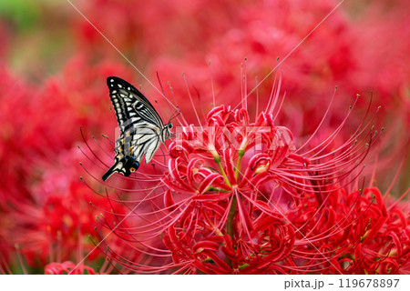 【秋】彼岸花とアゲハチョウ【徳島県勝浦郡勝浦町星谷】 119678897