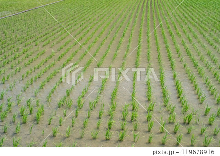 【日本の農村風景】田植え直後の田んぼ 119678916