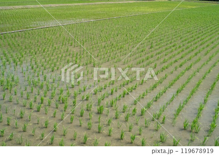 【日本の農村風景】田植え直後の田んぼ 119678919