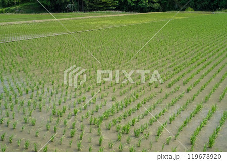 【日本の農村風景】田植え直後の田んぼ 119678920