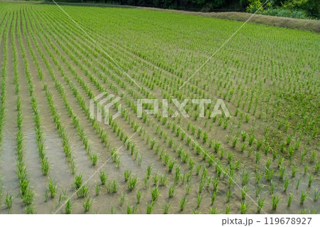 【日本の農村風景】田植え直後の田んぼ 119678927