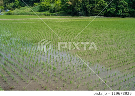 【日本の農村風景】田植え直後の田んぼ 119678929
