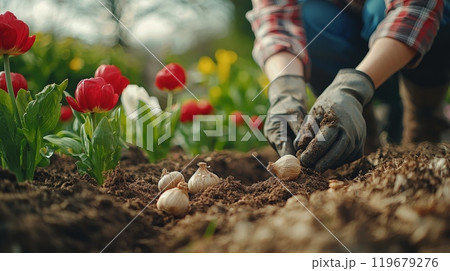 Gardener planting flower bulbs in spring garden Gardener planting flower bulbs in spring garden 119679276