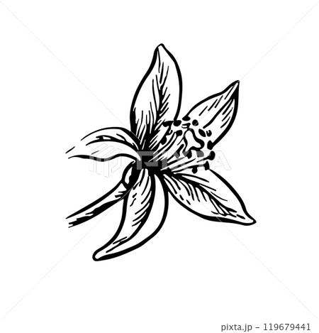 A citrus flower. Vector graphic illustration of lime, orange, grapefruit flowers. A black and white hand-drawn image. On a white background. Great for posters, labels, postcards, packages. 119679441