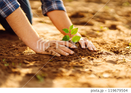 Farmer's hands plant, grow plants growing in fertile soil. The concept of conservation. Farmer's hands plant, grow plants growing in fertile soil. The concept of conservation. 119679504