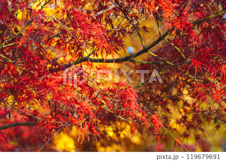 Japanese maples with yellow and red foliage on the branches during the fall season. Autumnal nature in October, November park garden Change of seasons 119679691