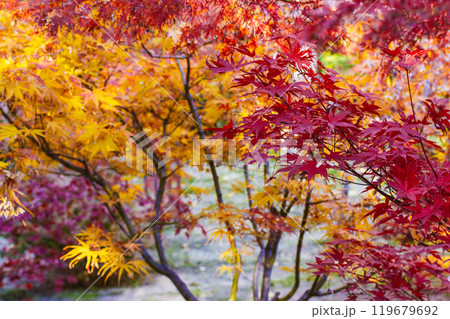 Japanese maples with yellow and red foliage on the branches during the fall season. Autumnal nature in October, November park garden Change of seasons 119679692