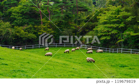 Grazing Sheep at Ranch in Yamanashi Japan 119679819