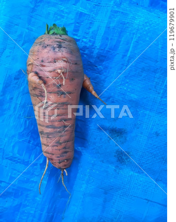 Oddly shaped carrot on a blue background. Oddly shaped carrot on a blue background. 119679901