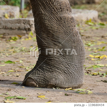 A fragment of a walking elephant's leg on a summer day 119680434