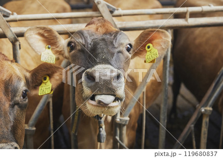 Cute curious Jersey cow on a farm in Denmark 119680837