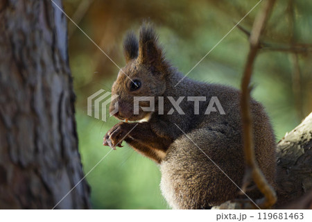 木の上のリス 119681463