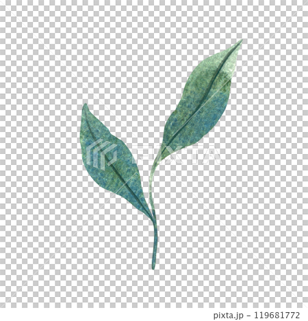 Watercolor illustration of green leaves with detailed veins. Perfect for nature themed design, botanical illustrations, and eco friendly projects. Suitable for backgrounds, patterns, or seasonal decor 119681772