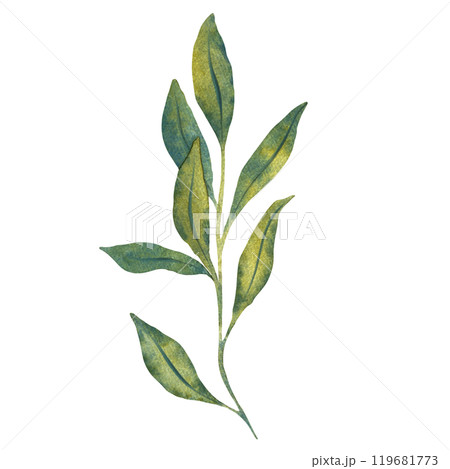 Watercolor illustration of green leaves with detailed veins. Perfect for nature themed design, botanical illustrations, and eco friendly projects. Suitable for backgrounds, patterns, or seasonal decor 119681773
