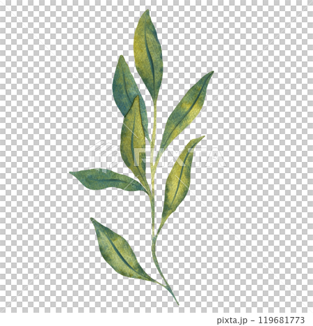Watercolor illustration of green leaves with detailed veins. Perfect for nature themed design, botanical illustrations, and eco friendly projects. Suitable for backgrounds, patterns, or seasonal decor 119681773