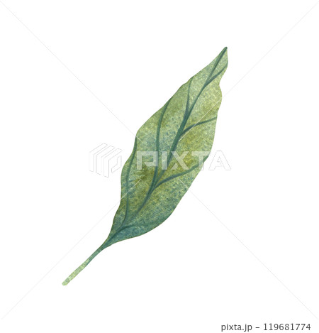 Watercolor illustration of green leaves with detailed veins. Perfect for nature themed design, botanical illustrations, and eco friendly projects. Suitable for backgrounds, patterns, or seasonal decor 119681774
