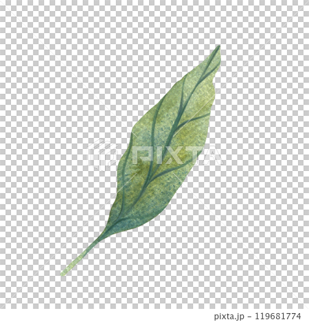 Watercolor illustration of green leaves with detailed veins. Perfect for nature themed design, botanical illustrations, and eco friendly projects. Suitable for backgrounds, patterns, or seasonal decor 119681774