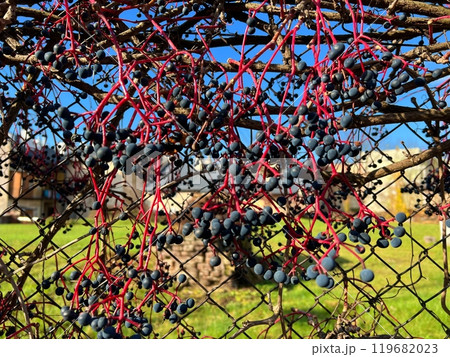 Branch of black elderberry with berries on a branch in autumn against the blue sky . 119682023