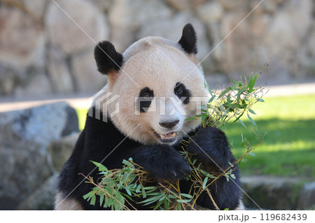 おいしそうに竹を食べる梅浜 119682439