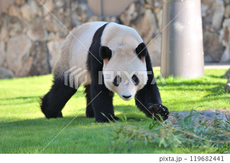 お散歩中の永浜 お散歩中の永浜 119682441