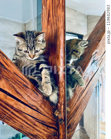 Cute tabby kittens sitting on a wooden staircase at home. Cute tabby kittens sitting on a wooden staircase at home. 119682983