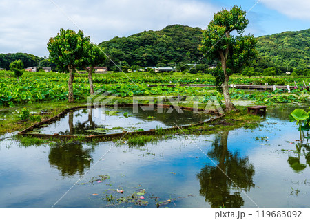 水没した唐比ハス園【長崎県諫早市】 水没した唐比ハス園【長崎県諫早市】 119683092