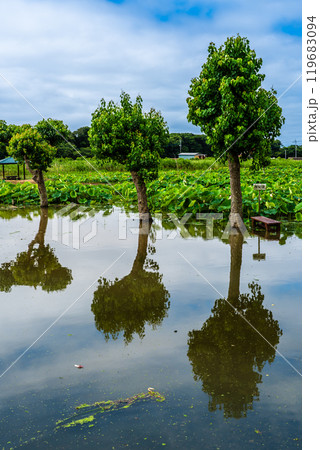 水没した唐比ハス園【長崎県諫早市】 水没した唐比ハス園【長崎県諫早市】 119683094