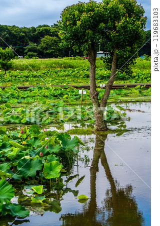 水没した唐比ハス園【長崎県諫早市】 119683103