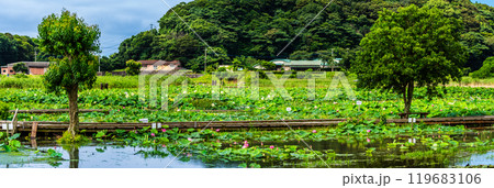 水没した唐比ハス園　パノラマ【長崎県諫早市】 119683106