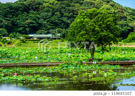 水没した唐比ハス園【長崎県諫早市】 水没した唐比ハス園【長崎県諫早市】 119683107