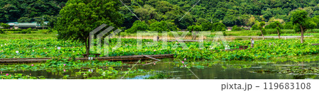 水没した唐比ハス園　パノラマ【長崎県諫早市】 119683108